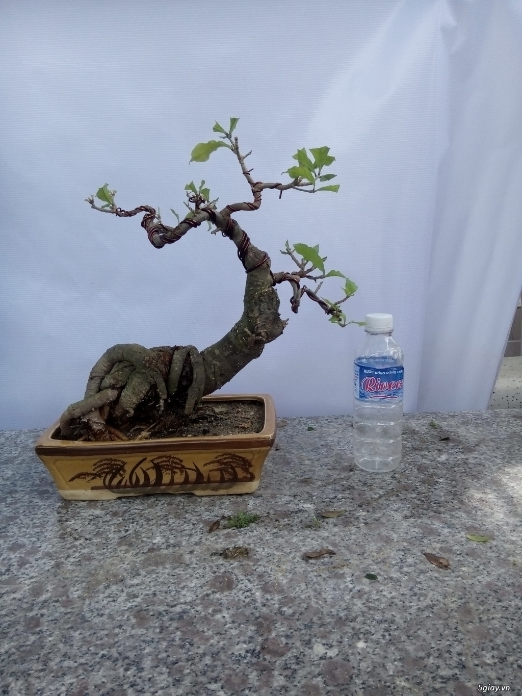 Bán cây cảnh mini và bonsai - 26