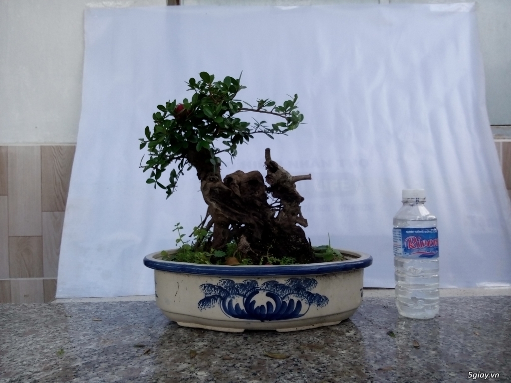 Bán cây cảnh mini và bonsai - 5