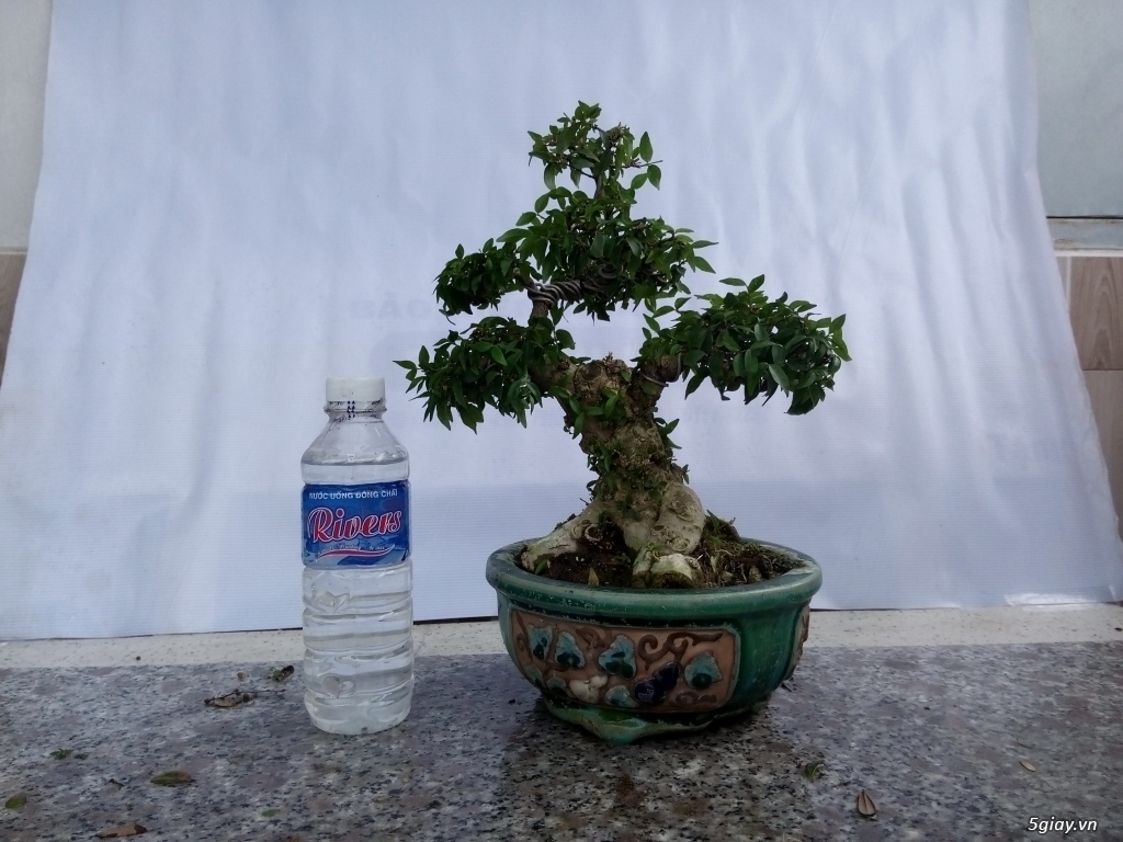Bán cây cảnh mini và bonsai - 15