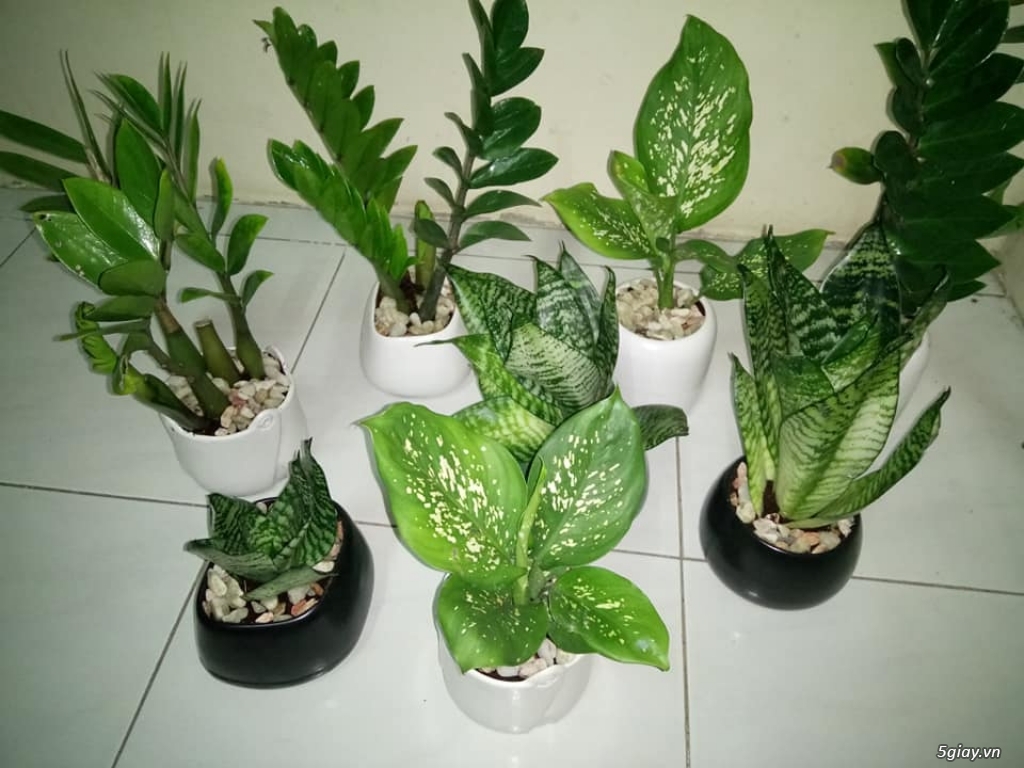 Bán Cây Cảnh Để Bàn, Văn Phòng