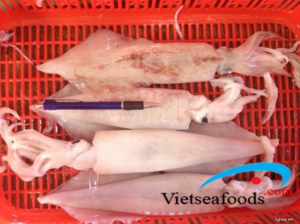 MỰC ỐNG TƯƠI