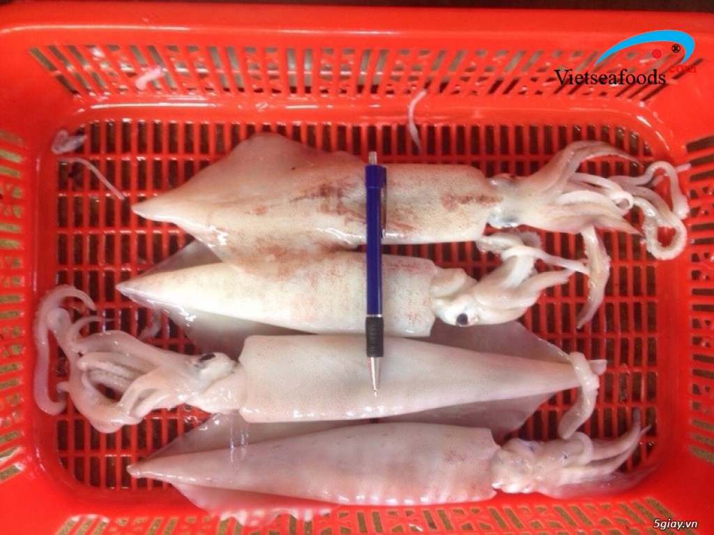 MỰC ỐNG TƯƠI - 4