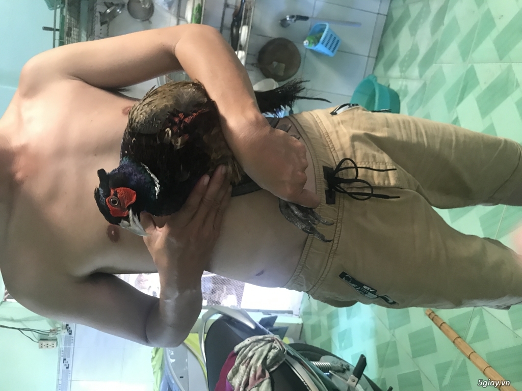 Chim trỉ đỏ - 1