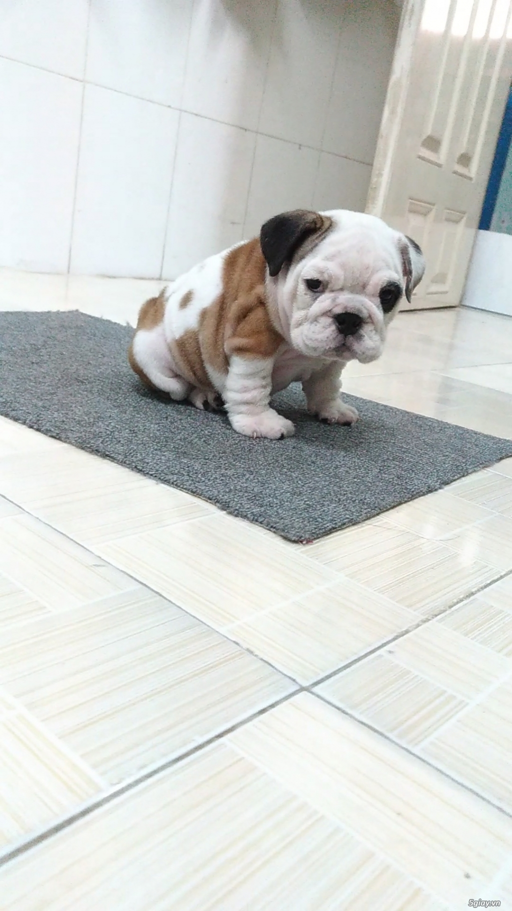 English bulldog
