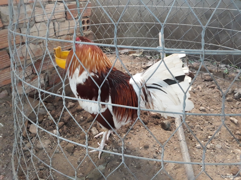 Cần bán gấp
