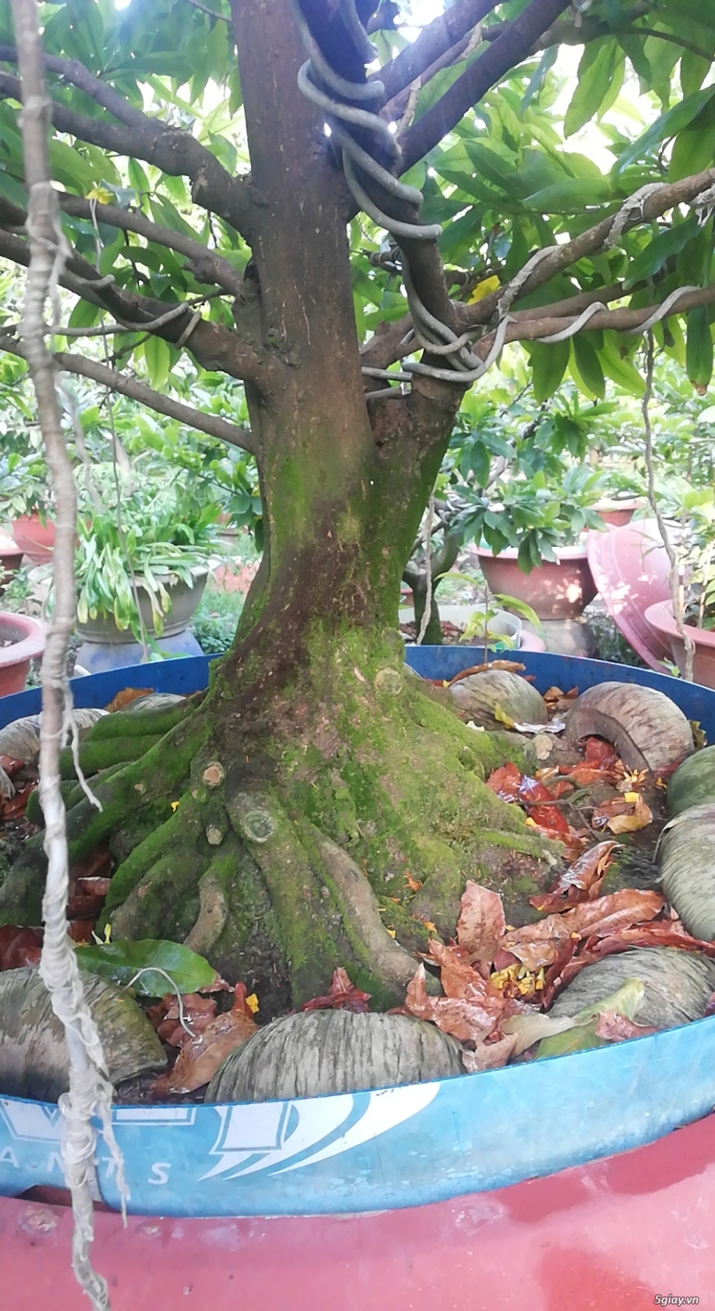 Mai vàng cổ hoành 60 dáng đẹp - 2