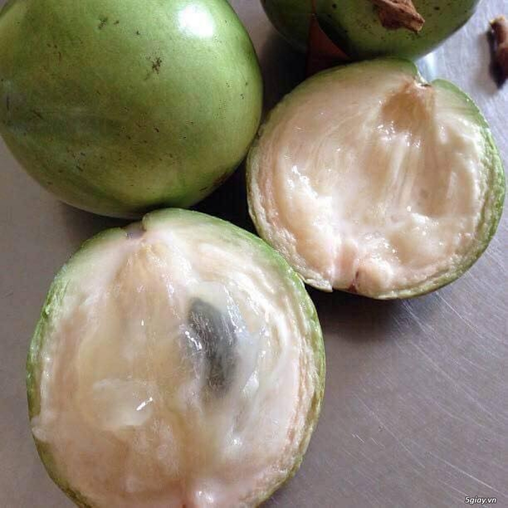 Vú Sữa Tiền Giang - 2