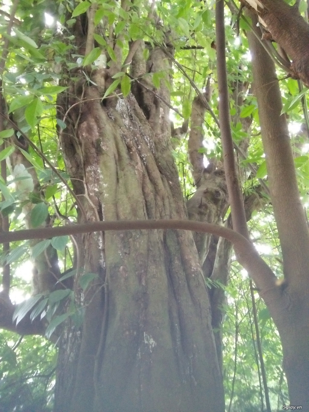 Khế Cổ thụ - 1