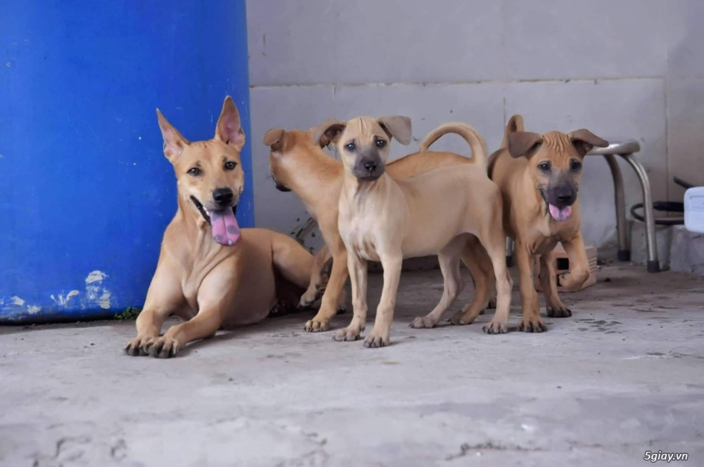 Cần bán chó phú quốc cái vàng đẻ 1 lứa - 2
