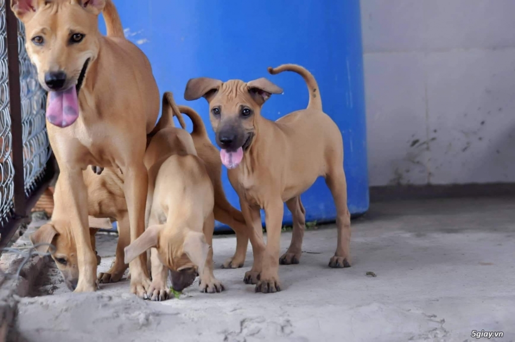 Cần bán chó phú quốc cái vàng đẻ 1 lứa - 1