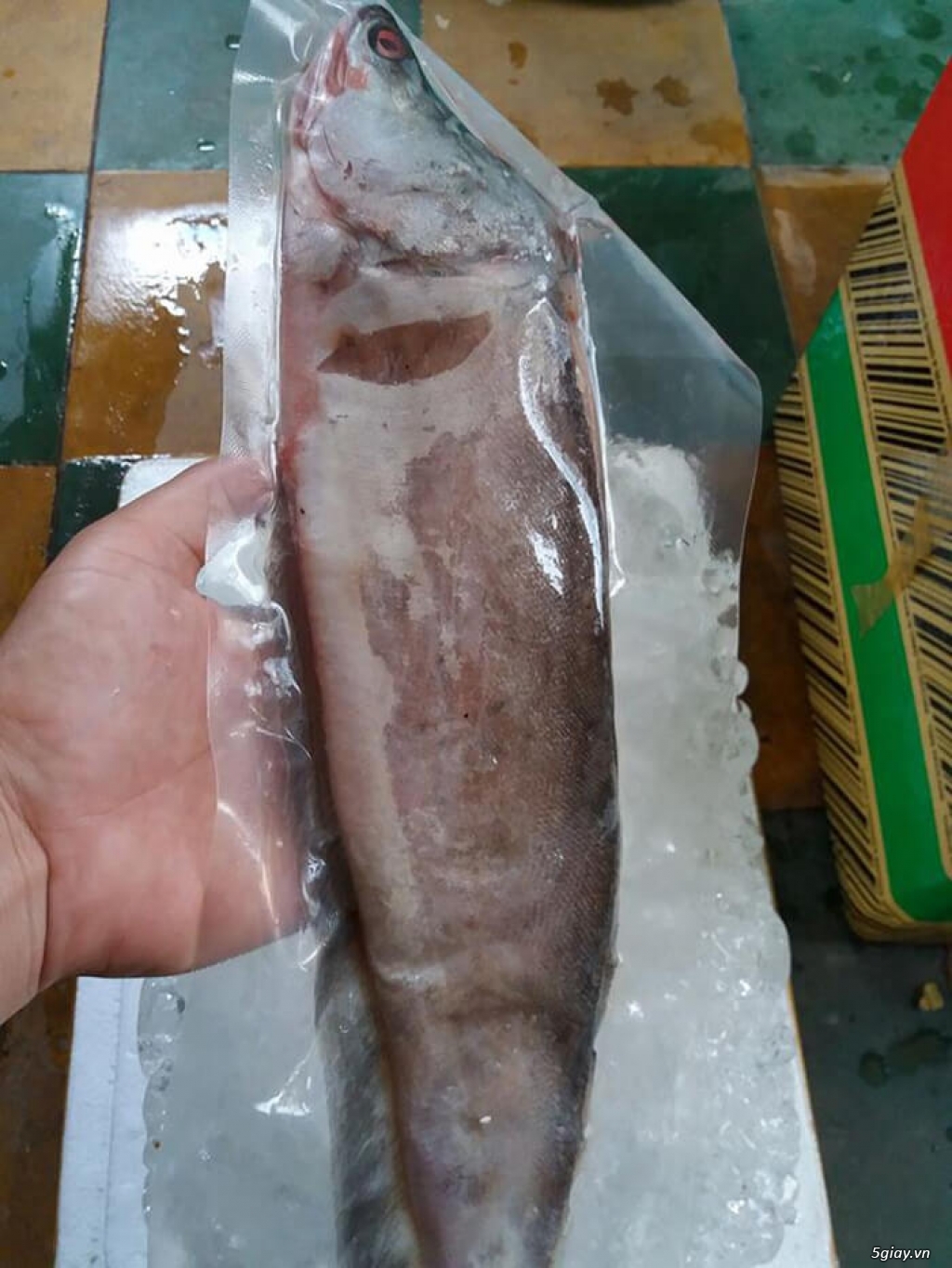 Cá thát lát rút xương An Giang - 2