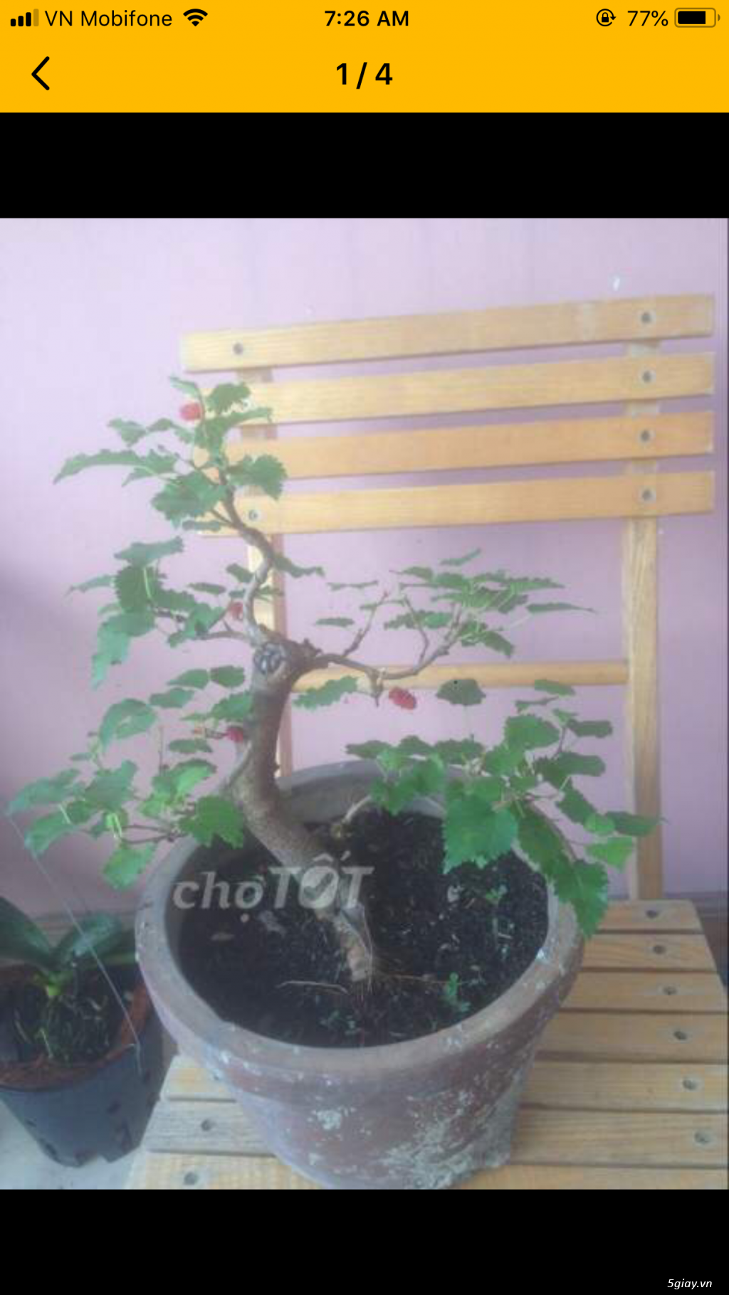 Bonsai chơi tết dành cho mọi người - 2