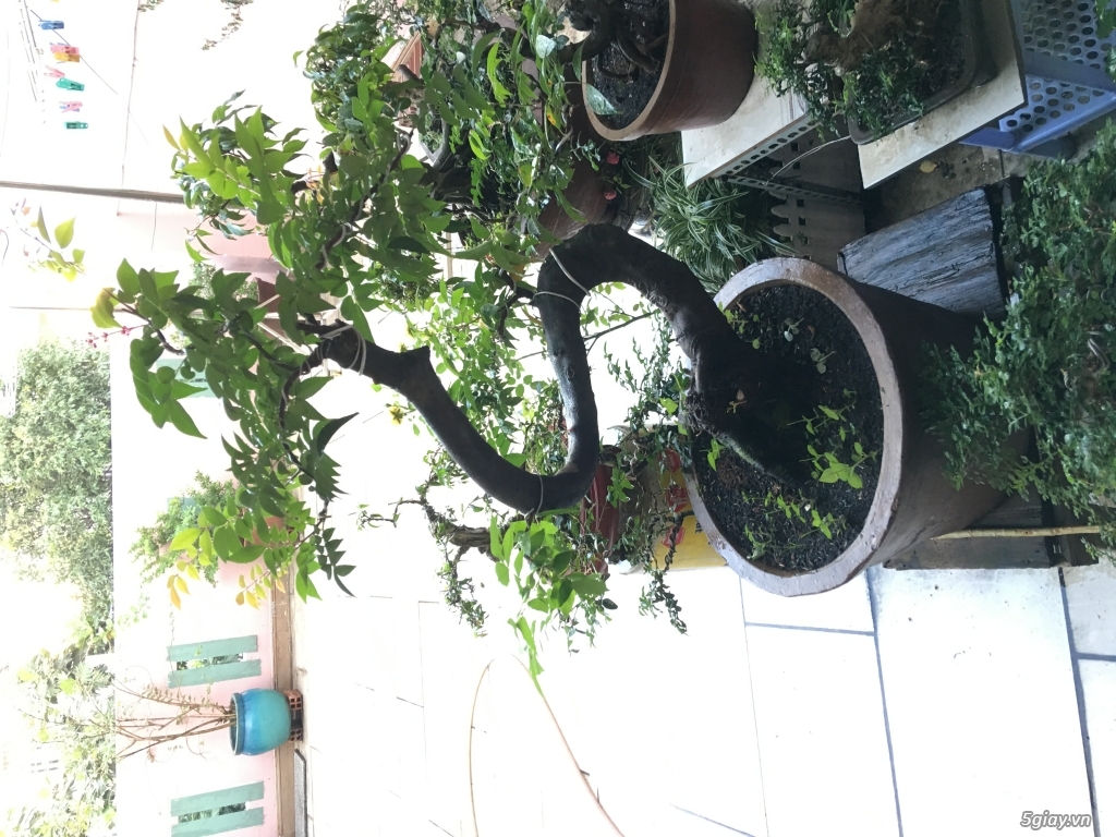Bonsai chơi tết dành cho mọi người - 5