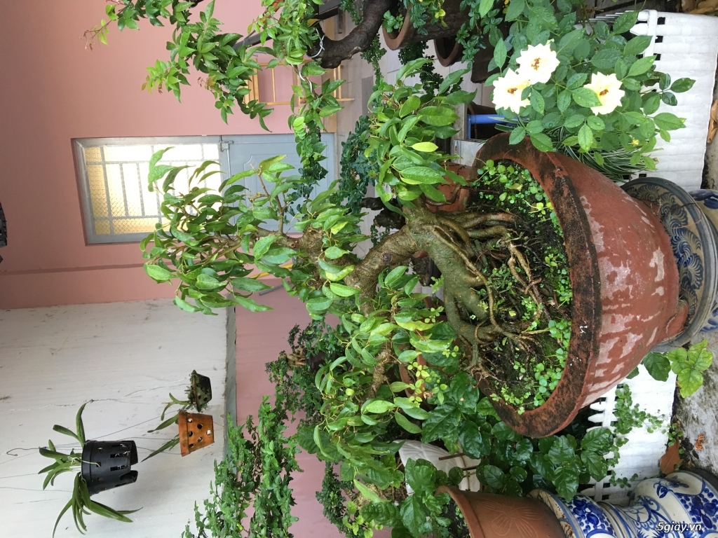 Bonsai chơi tết dành cho mọi người - 7