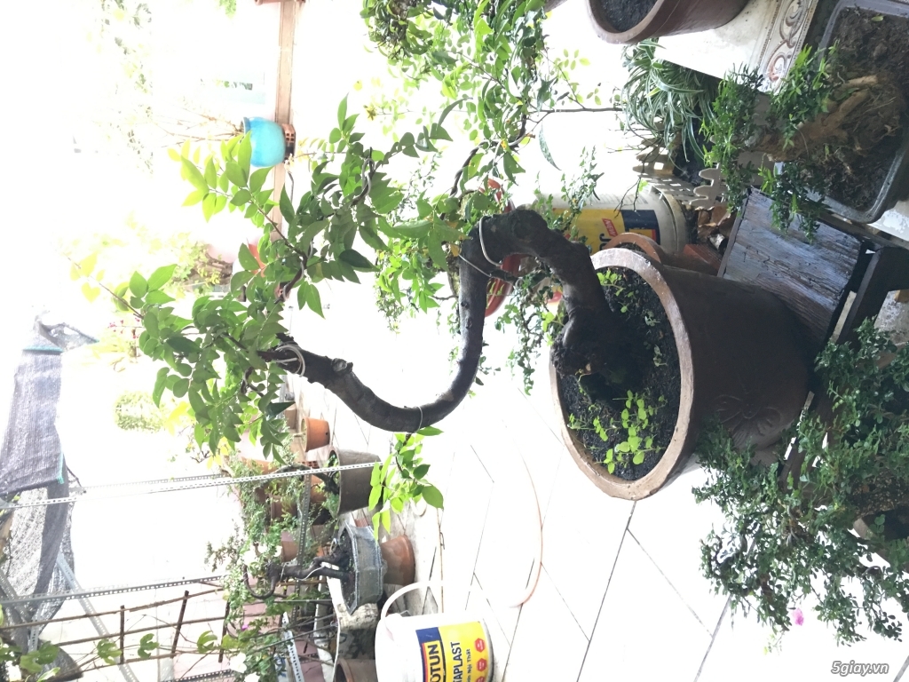 Bonsai chơi tết dành cho mọi người - 4