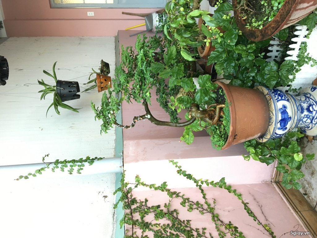 Bonsai chơi tết dành cho mọi người - 6