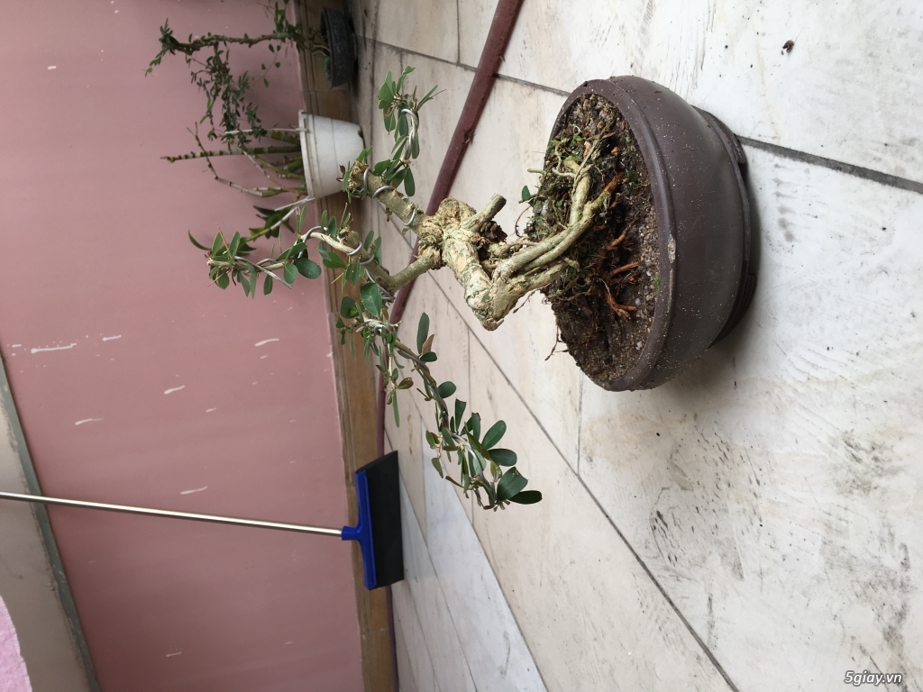 Bonsai chơi tết dành cho mọi người - 3