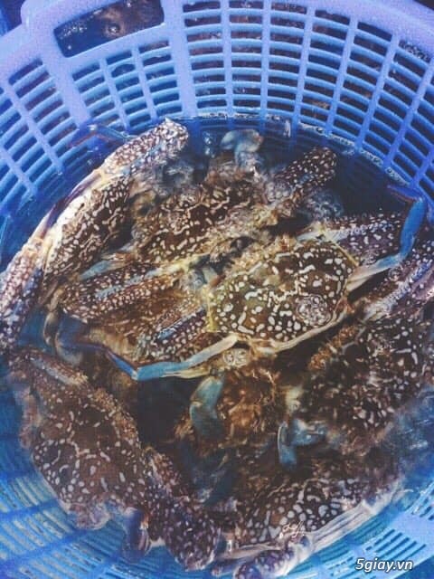 Ghẹ Sống LaGi - Cung cấp Sỉ Lẻ ghẹ tại SG - Nhận chế biến và giao tận nơi