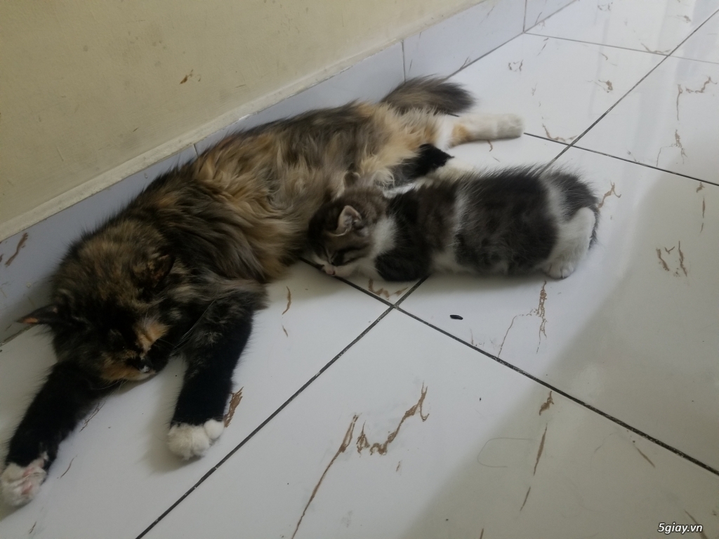 Mèo anh lông dài 2 tháng tuổi . - 1