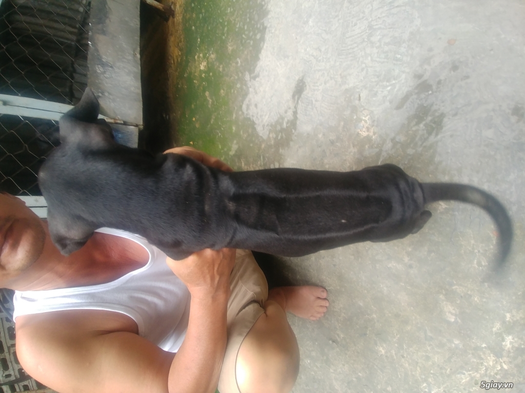 Cần bán chó phú quốc thuần chủng - 3