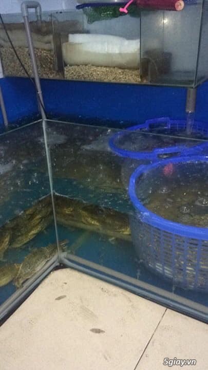 Ghẹ Sống LaGi - Cung cấp Sỉ Lẻ ghẹ tại SG - Nhận chế biến và giao tận nơi