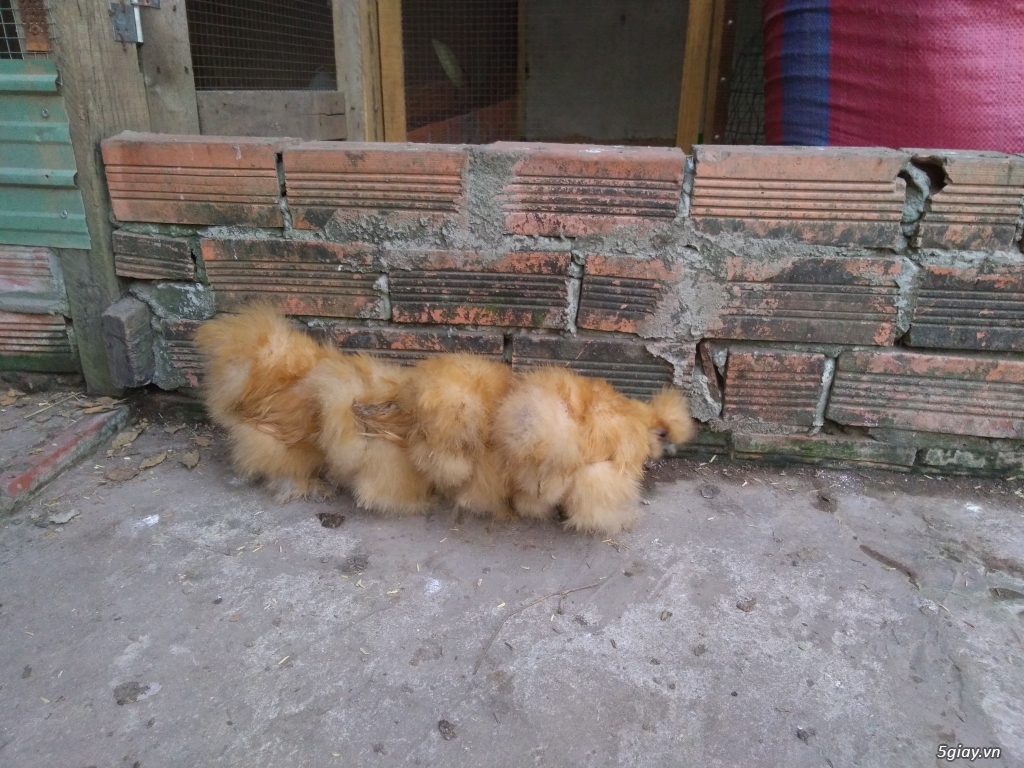 Bán gà lông xù silkies - 1