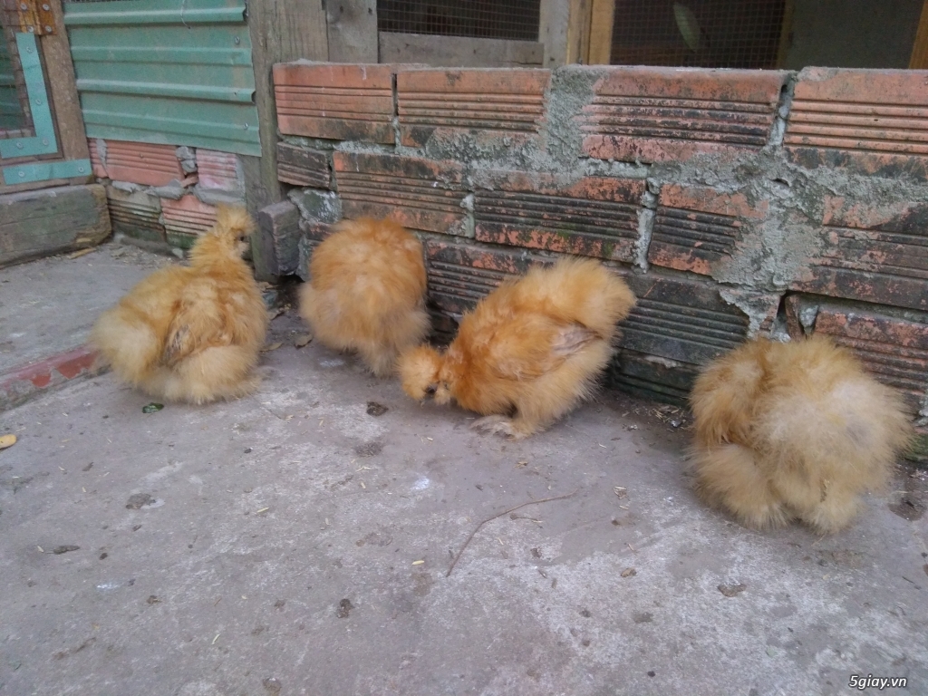 Bán gà lông xù silkies - 2