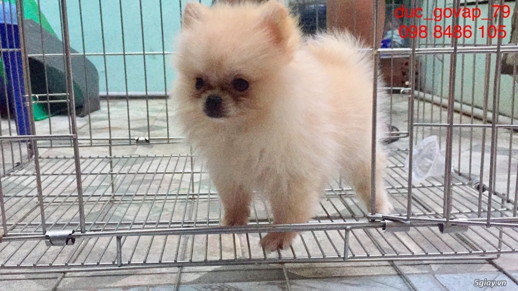 Cần bán bé Phóc Sóc Cái Siêu TeaCup