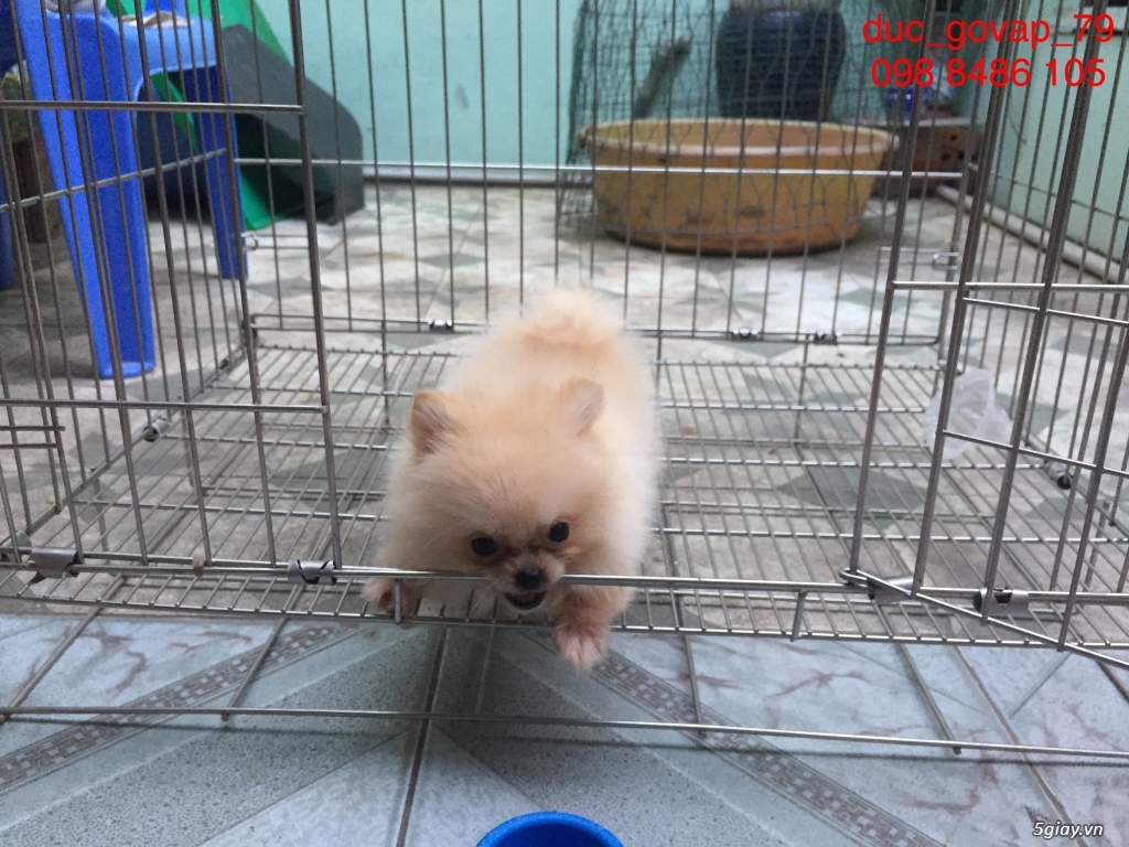 Cần bán bé Phóc Sóc Cái Siêu TeaCup - 6