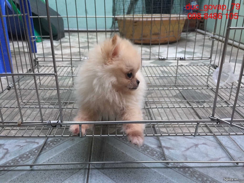 Cần bán bé Phóc Sóc Cái Siêu TeaCup - 2