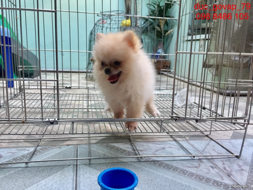 Cần bán bé Phóc Sóc Cái Siêu TeaCup - 3