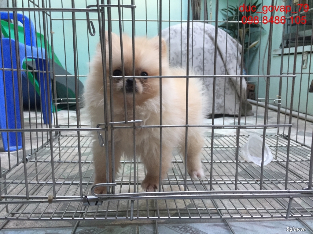 Cần bán bé Phóc Sóc Cái Siêu TeaCup - 5