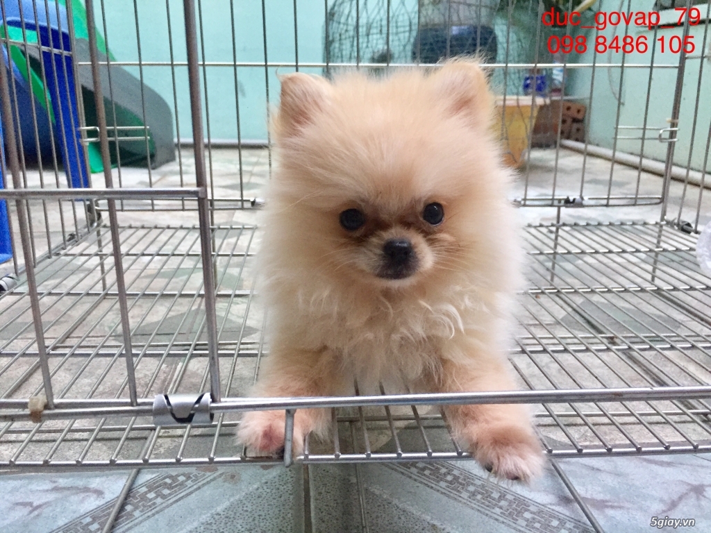 Cần bán bé Phóc Sóc Cái Siêu TeaCup - 4