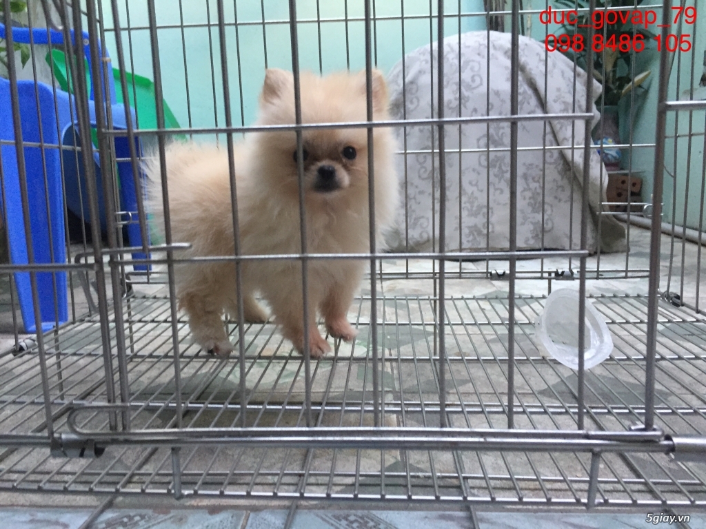 Cần bán bé Phóc Sóc Cái Siêu TeaCup - 1