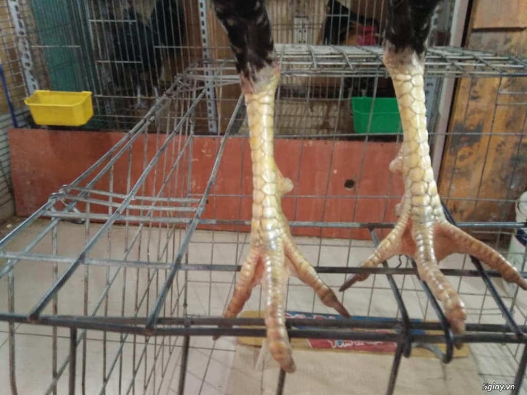 bình thạnh bán vài em gà tre - 10