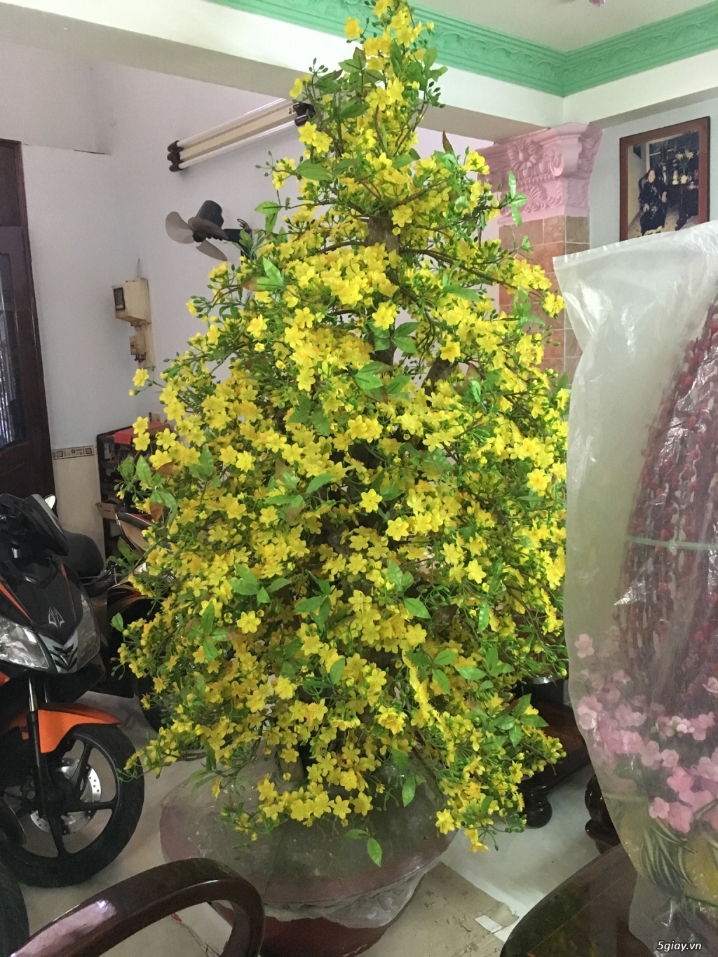 Cần bán mai giả
