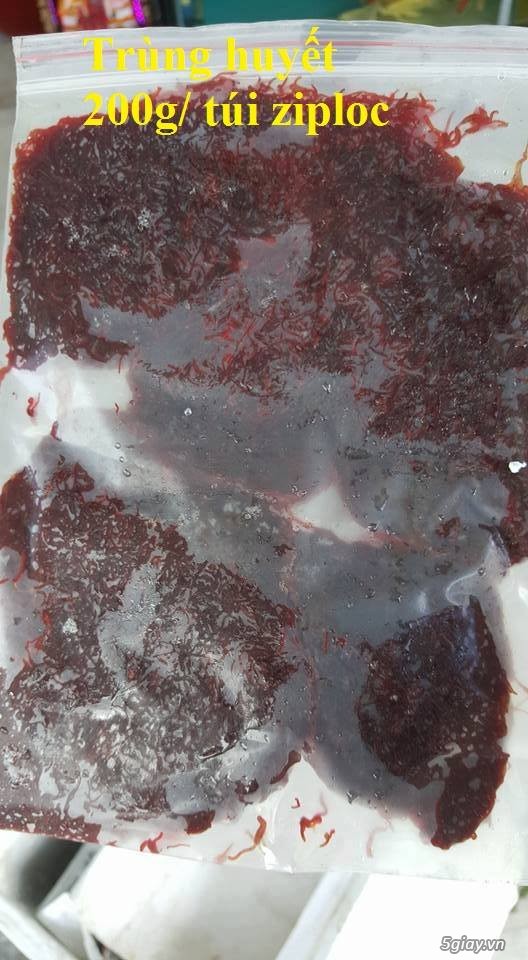 Trùng Huyết, Artemia sinh khối cao cấp, bobo thức ăn cao cấp cá cảnh !