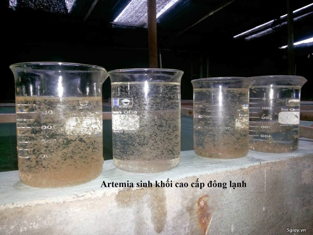 Trùng Huyết, Artemia sinh khối cao cấp, bobo thức ăn cao cấp cá cảnh ! - 1