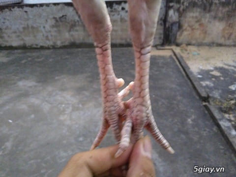 gà tre và nòi giá tốt tphcm - 10