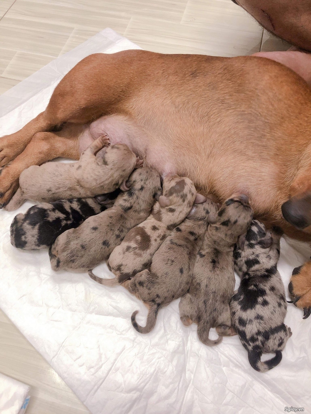 BÁN CHÓ LẠP XƯỞNG THUẦN CHỦNG MÀU LẠ - 2