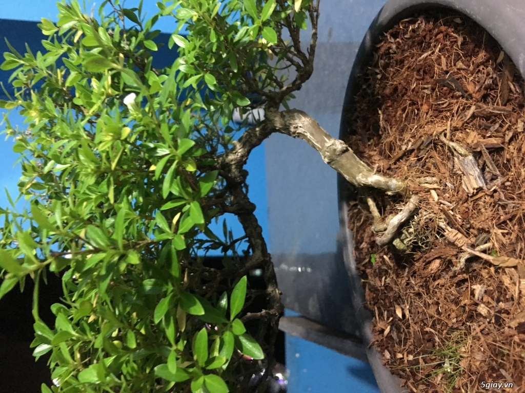 Thanh lý bonsai mini để bàn - 4