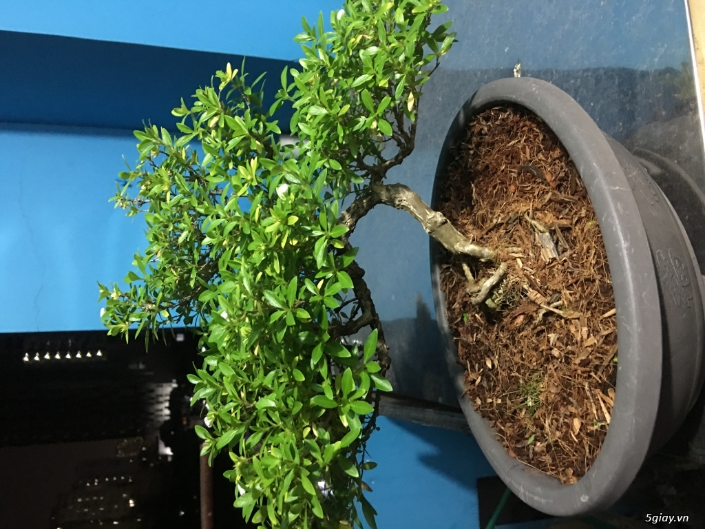 Thanh lý bonsai mini để bàn - 2