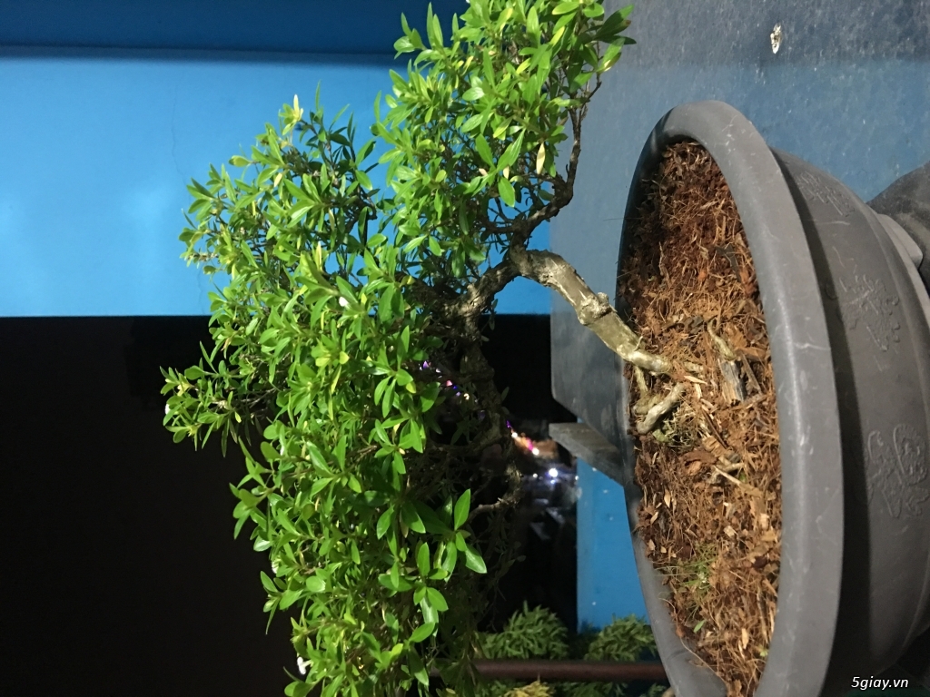 Thanh lý bonsai mini để bàn - 1