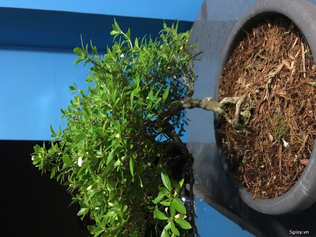 Thanh lý bonsai mini để bàn