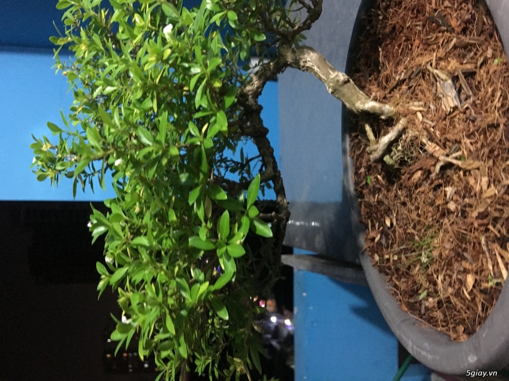 Thanh lý bonsai mini để bàn - 3