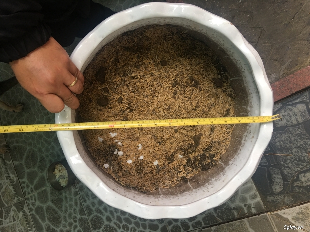 Cần bán chậu men trắng - 1