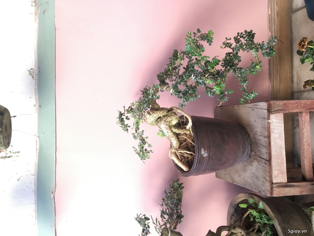 Cần thăng bonsai thác đổ.