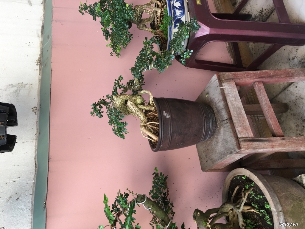 Cần thăng bonsai thác đổ. - 2