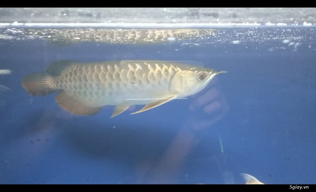 Cá rồng quá bối blue base giá bình dân - 1