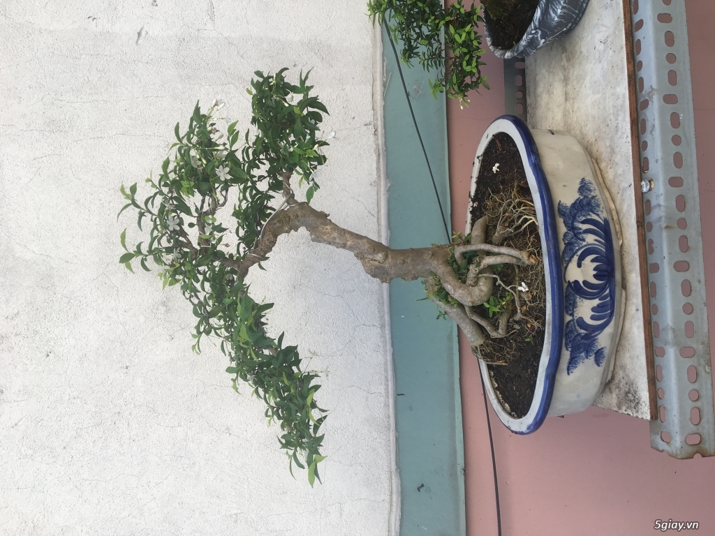Mai chiếu thuỷ lá trung bonsai - 2